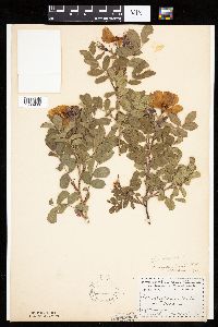 Rosa arkansana image