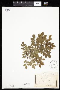 Image Associated With the Occurrence