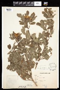 Rosa arkansana image