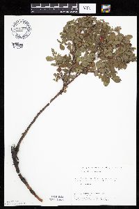 Rosa arkansana image