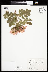 Rosa arkansana image