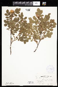 Rosa arkansana image