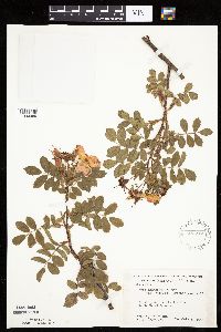 Rosa arkansana image