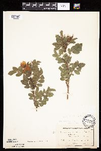 Rosa arkansana image