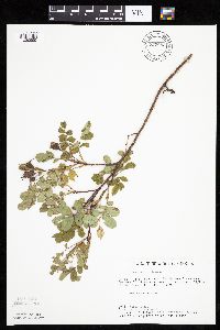 Rosa arkansana image