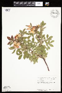 Rosa arkansana image