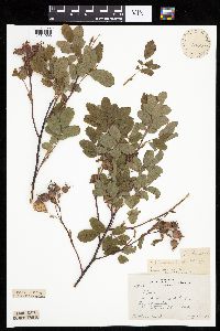 Rosa arkansana image