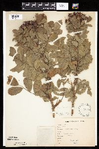 Image Associated With the Occurrence