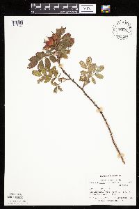 Rosa arkansana image