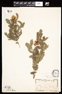 Image Associated With the Occurrence