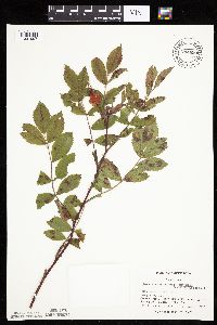 Rosa arkansana image