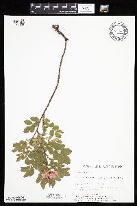 Rosa arkansana image