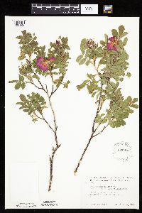 Rosa arkansana image