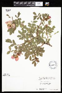 Rosa arkansana image
