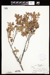 Rosa arkansana image