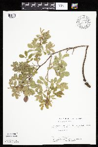 Rosa arkansana image