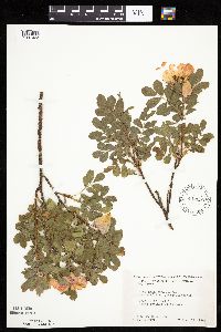 Rosa arkansana image