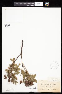 Rosa arkansana image