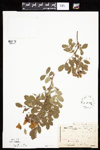 Rosa arkansana image