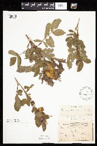 Image Associated With the Occurrence