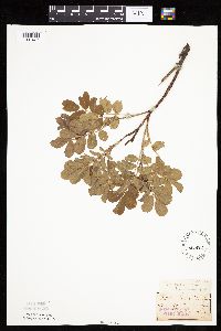 Rosa arkansana image