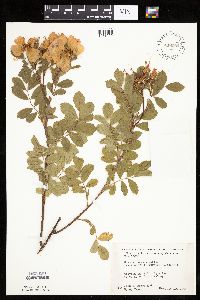 Rosa arkansana image