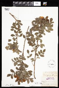 Rosa arkansana image