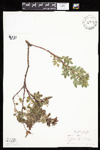 Rosa arkansana image