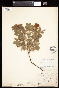 Rosa arkansana image