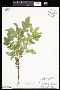 Rosa arkansana image