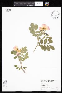 Rosa arkansana image
