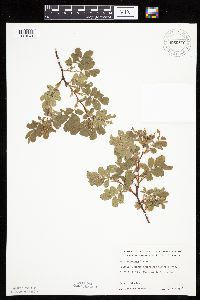 Rosa arkansana image