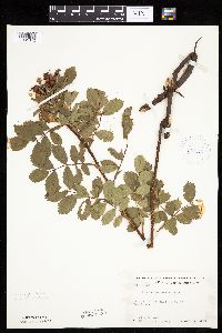 Rosa arkansana image