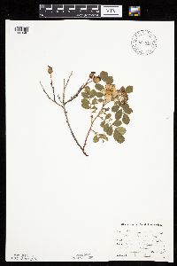 Rosa arkansana image