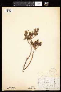 Rosa arkansana image
