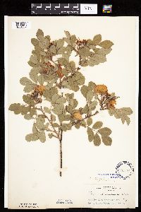 Image Associated With the Occurrence