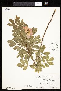 Rosa arkansana image