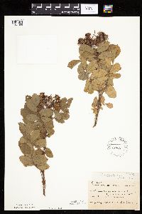 Image Associated With the Occurrence