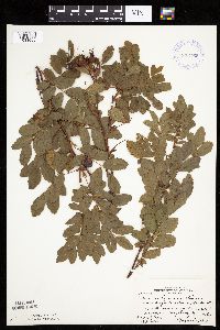 Image Associated With the Occurrence