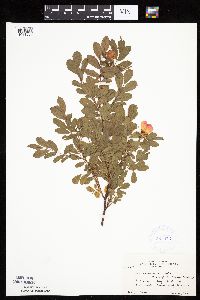 Rosa arkansana image