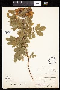 Rosa arkansana image