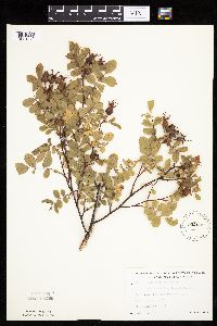 Rosa arkansana image