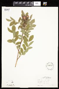 Rosa arkansana image