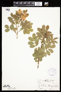 Rosa arkansana image