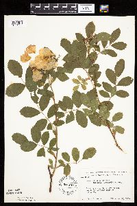 Rosa arkansana image