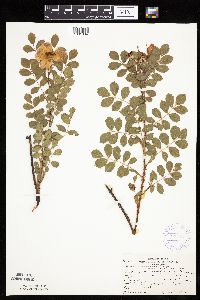 Rosa arkansana image