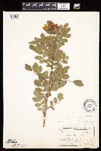 Rosa arkansana image