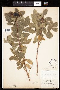 Rosa arkansana image