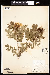 Image Associated With the Occurrence