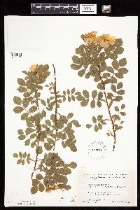 Rosa arkansana image